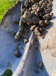 You may not notice a toad or frog burrow in your yard until spring, when the animal comes out of hibernation and climbs out of its little hiding place. Toad In A Hole It S Rob S Quality Yard Service Ltd Facebook