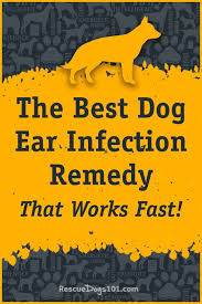 The Secret To Getting Rid Of Ear Infections In Your Dog At Home In 2020 Dog Ear Infection Remedy Dogs Ears Infection Dog Ear Cleaner