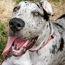 We have 8 beautiful great dane puppies, black with white on chest and paws. Great Dane Puppies Florida Rescue Crazypurplemama