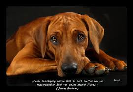 Hunde Sprüche U Zitate Sammlung Pela Fotografies Webseite