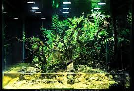 Creation De A A Z Paludarium Creations