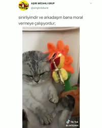 19 6b Begenme 570 Yorum Instagram Da Asiri Mizahli Grup Amgkrdsbune Etiketlee In 2020 Animals Cats Tok