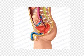 This site is designed as a supplement to laboratory dissections exploring introductory mammalian anatomy and physiology — it is basic and many details have been omitted for clarity. Pelvis Human Anatomy Abdomen Physiology Woman Hand People Png Pngegg