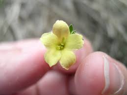 Image result for Menodora heterophylla