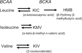 Unknown documents are to be stored in the kiv section in the tray for reviewing in the near future. Metabolic Flux Analysis Of Branched Chain Amino And Keto Acids Bcaa Bcka And B Hydroxy B Methylbutyric Acid Across Multiple Organs In The Pig American Journal Of Physiology Endocrinology And Metabolism