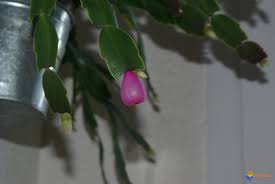 Lee las instrucciones que vienen con la planta o habla con un profesional acerca de cuál es la mejor manera de cuidar el tipo de cactus que has elegido cultivar. Photo Fruit De Cactus De Noel