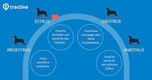 Sie werden mit sechs monaten das erste mal läufig. Thedarlingbakers Bekommen Weibliche Hunde Ihre Tage