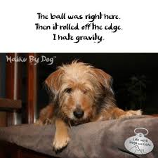 Pin On Haiku By Dog Life With Dogs And Cats