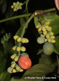 Image result for Gnetum