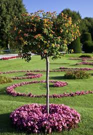 Shop now zuni is the consummate small tree for city gardens, karam says. Small Tree With Flowers Clippix Etc Educational Photos For Students And Teachers