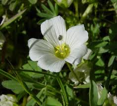 Image result for Lijndenia sp. cf barteri