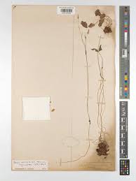 Image result for Emilia debilis