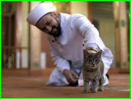 Tak hanya menjadi hewan peliharaan saja, kucing ini juga sering dipentaskan di dalam sebuah pertunjukan seni, khususnya untuk kucing hias. Siapa Nama Kucing Nabi Muhammad Daftarhewan Com
