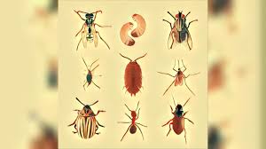 Tierchen unterm bett insekten was kann man gegen sowas gp fuhrung. Insekten Traum Deutung