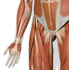 Tutorials and quizzes on muscles that act on the arm/humerus (arm muscles: Zygote 3d Male Muscular System Medically Accurate Human