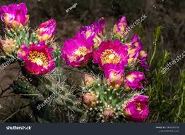Image result for Opuntia imbricata