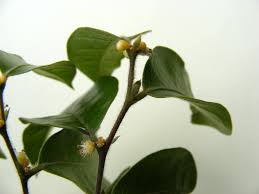 Image result for Chaetocarpus