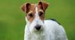 Terrier Dog Breeds - Types of Terriers - Breed Info & Pictures