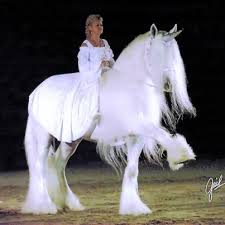Nothing Found For The Rare Unicorn Horses Beautiful Horses Most Beautiful Horses