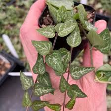 Image result for Ceropegia achtenii