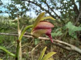 Image result for Eulophia alta