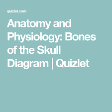 Anatomy And Physiology Bones Of The Skull Diagram Quizlet Endocrine System Physiology Anatomy And Physiology