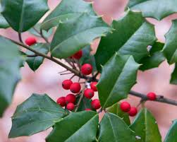 In the fall, over 20 different species of birds including cedar waxwings, robins, catbirds, and mockingbirds. American Holly Plant Care Growing Guide