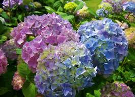 Verwenden sie hierzu eine scharfe rosenschere, die sehr sauber sein sollte. Hortensien Pflegen Blutenpracht Den Ganzen Sommer Lang