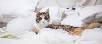 Entschuldigen sie, ist das hier ____uhr? Bringe Deiner Katze Bei Nicht Ins Bett Zu Gehen Tierisch Wohnen