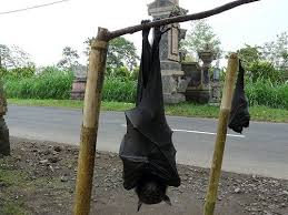 Amazing Magazine Giant Golden Crowned Flying Fox Fox Bat Giant Animals Bat