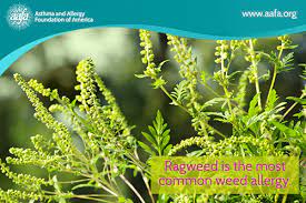 Maybe you would like to learn more about one of these? Pollen Allergies Aafa Org