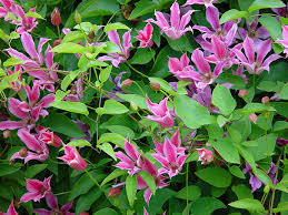 See more ideas about clematis, clematis vine, plants. Munster Baumschulen Texensis