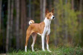 Basenji Irki Egitimi Ve Ozellikleri Pet Okulu