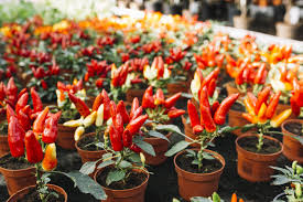 Berikut cara mudah berkebun di rumah 5 Cara Menanam Cabe Di Rumah Dengan Mudah Pasti Panen
