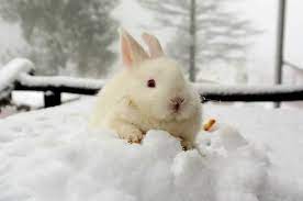 Protect Your Rabbits From Sub Freezing Winter Weather