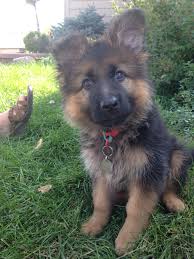 Maybe you would like to learn more about one of these? German Shepard Puppy Mi La Cute Dogs And Puppies German Shepherd Puppies Puppies