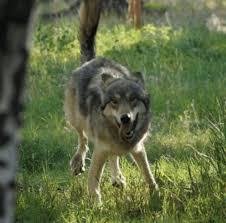 By becoming a patron, you'll instantly unlock access to 135 exclusive posts. Woman Tries To Save Wolf Doesn T Notice Pack Top5