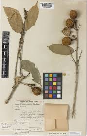 Image result for Afrostyrax