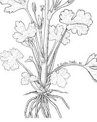 Image result for Ranunculus sceleratus