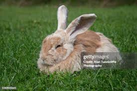 Image result for tbn:nuNU7FPK4A54yM::rvforsaleguide.com/images/bunny-resting-picture.jpg