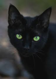Black And White Cat With Green Eyes Lost In Time And Space Crazy Cats Black Cat Pretty Cats
