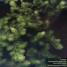 Image result for Ceratophyllum demersum