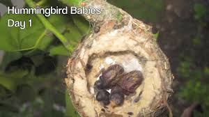 Hummingbird Babies Birth To Fledging The Nest First Flight Amazing Youtube