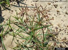 Image result for Cyperus sp.no.10
