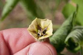 Image result for Physalis pubescens