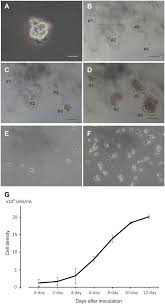 Change of address (except japan): Establishing Sustainable Cell Lines Of A Coral Acropora Tenuis Springerlink