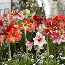 Image result for Hippeastrum