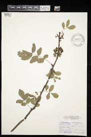 Image result for Zanthoxylum holtzianum