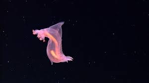 Starfish (or sea stars) are beautiful marine animals found in a variety of colors, shapes, and sizes. 8 Unexpectedly Beautiful Sea Creatures