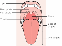 A pair of nasal bones support the bridge of the nose and the medial plates and frontal processes of the maxilla each image highlights and labels the sinuses in coronal and sagittal view. Parts Of The Throat Mouth Nose And Ears With Diagrams Macmillan Cancer Support